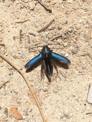 Semanotus amethystinus