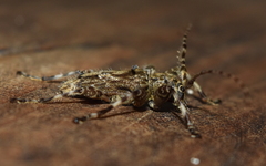 Oreodera brailovskyi