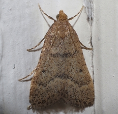 Bostra obsoletalis