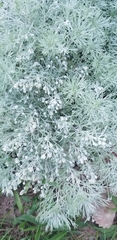 Artemisia schmidtiana