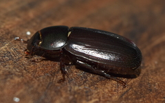 Dyscinetus laevipunctatus