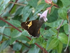 Thorybes lyciades