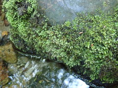 Scapania undulata