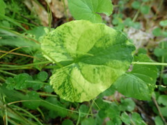 Cucumber mosaic virus