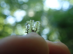 Scapania undulata