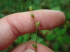 Carex brunnescens