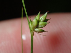 Carex brunnescens