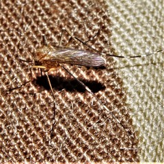 Aedes canadensis