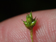 Carex brunnescens