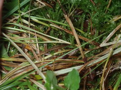 Carex brunnescens