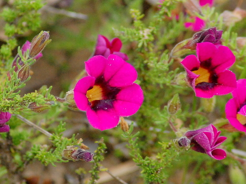 Calibrachoa heterophylla (Calibrachoa heterophylla)