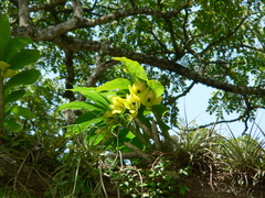 Cycnoches chlorochilon