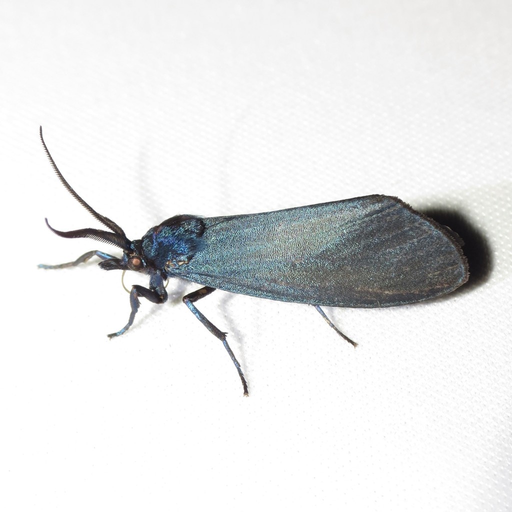 Gardinia anopla