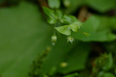 Stellaria crispa