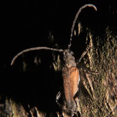 Trachysida mutabilis