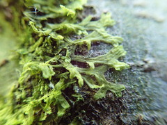 Metzgeria consanguinea