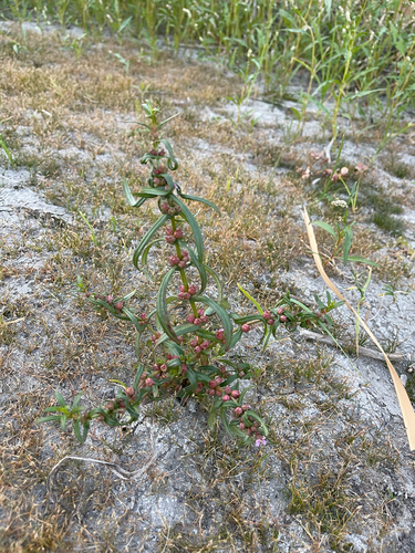 Image of Ammannia robusta by (c) Jared Lincenberg, some rights reserved (CC BY)