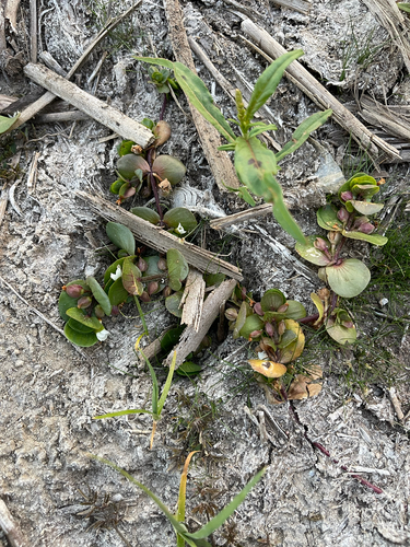 Disk waterhyssop (Bacopa rotundifolia)