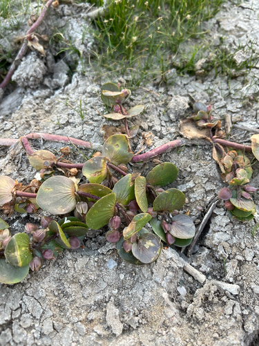 Image of Bacopa rotundifolia by (c) Jared Lincenberg, some rights reserved (CC BY)
