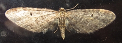 Eupithecia olivacea