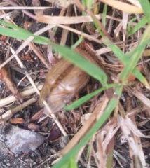 Amphimallon solstitiale