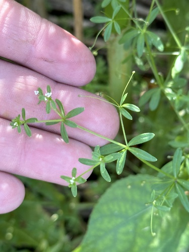 Three-petal bedstraw (Galium trifidum)