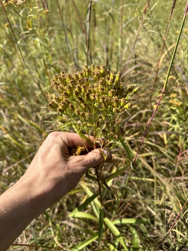 Image of Solidago vossii by (c) jyoung2399, some rights reserved (CC BY)