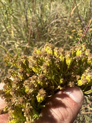 Image of Solidago vossii by (c) jyoung2399, some rights reserved (CC BY)