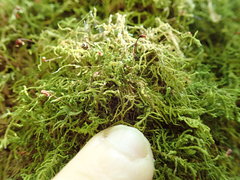 Claopodium crispifolium