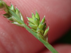 Carex canescens