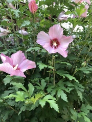 Hibiscus syriacus