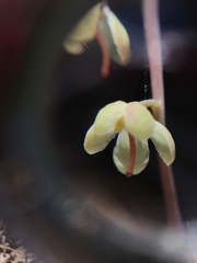Pyrola dentata