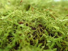 Claopodium crispifolium