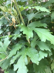 Hibiscus syriacus