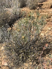 Pteronia flexicaulis