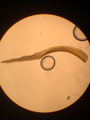 Vinealobryum vineale