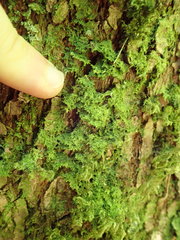 Metzgeria consanguinea