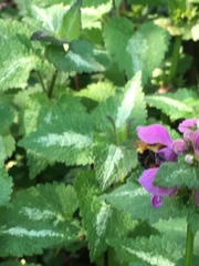 Bombus bimaculatus