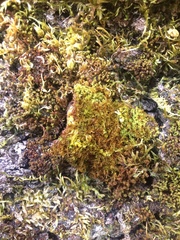 Vinealobryum vineale