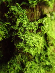Metzgeria consanguinea