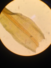 Vinealobryum vineale