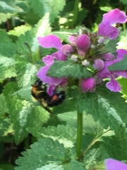 Bombus bimaculatus