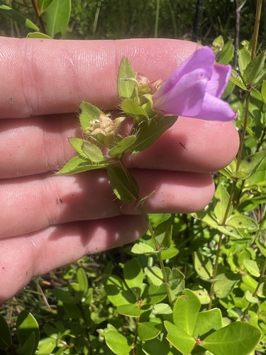 Image of Rhexia petiolata by (c) sblumen, some rights reserved (CC BY)