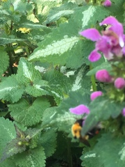 Bombus bimaculatus