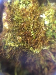 Vinealobryum vineale