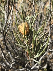 Pteronia flexicaulis