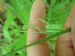 Carex debilis