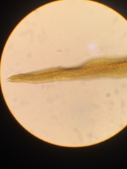 Vinealobryum vineale