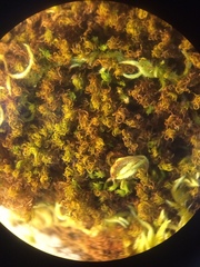 Vinealobryum vineale