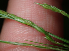Carex debilis